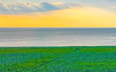 为什么保护好洪湖是政治问题