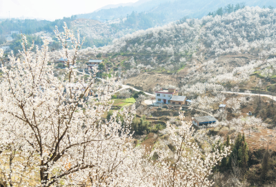 谷城老君山：一朵樱花“链”起乡村致富路