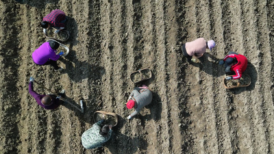 野人谷镇：黄精栽种忙 乡村产业旺