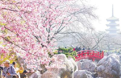 全球游客为何奔赴武汉的春天