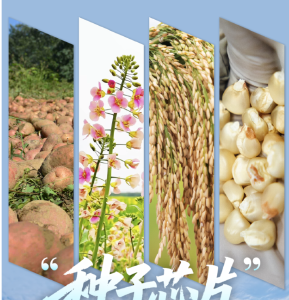 “种子芯片”向总书记报喜