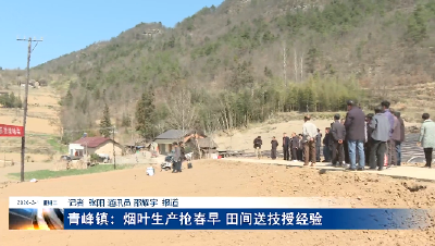 青峰镇：烟叶生产抢春早 田间送技授经验