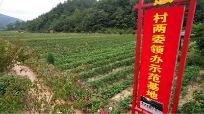 门古寺镇：深耕“三四四六”工作法 激活乡村振兴新动能