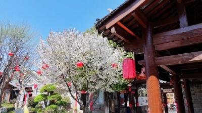 清明赴约西关印象，邂逅一场花漾诗意之旅