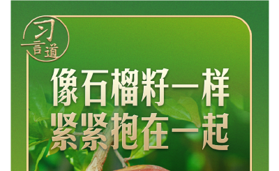 习言道｜“石榴籽”之喻，有了坚实的法治保障