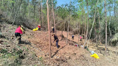 房县青峰镇：天麻种植正当时 林下“生金”促增收