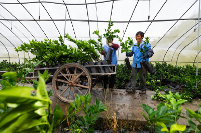 宜昌柑橘成富民强市“黄金名片”——品牌价值370亿元，综合产值500亿元