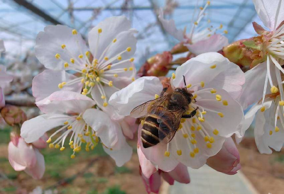 相约春天赏樱花 | 外贸“黄金开局期” 湖北企业加速出海