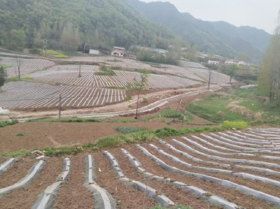 青峰镇双坪河村：烟地覆膜绘新景 联农带富谱华章 