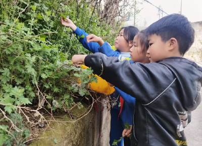 月明小学：路边采“青”做青团 劳动课上过清明