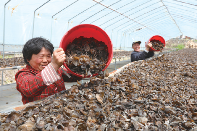 木耳丰收采摘忙