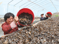 木耳丰收采摘忙