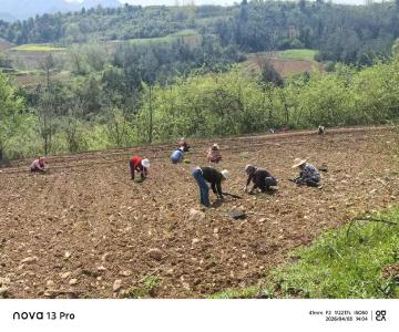 房县军店镇中村：​“两委”协调春播忙 “四百”增效促振兴“