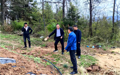 习言道丨习近平种下过哪些树？