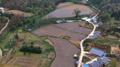 烤烟起垄覆膜忙