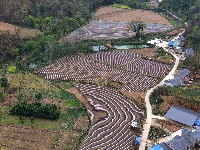 烤烟起垄覆膜忙