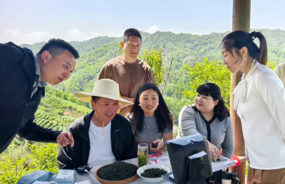 房县农业农村局：茶香赋能兴产业 直播助农拓销路