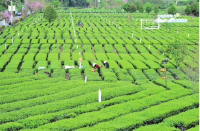 宜昌茶叶为何越泡越有味？