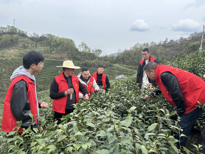 世界500强为何每年必赴“樱花之约”