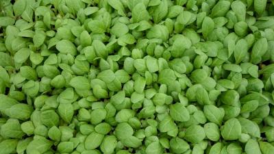 门古寺镇：农时催人勤 烟田绘新景