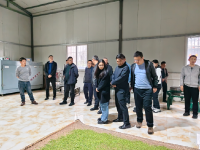 姚坪乡：芳菲未央 茗茶馨香