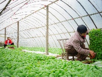 农时催人勤 烟田绘新景