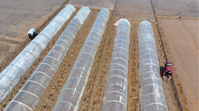 房县：水润沃田育秧忙