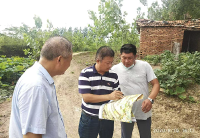 缘于吴劲松公道正派：客商一投再投建起千亩现代化蔬菜园