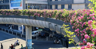 【央视快评】共同推进中美建设性战略稳定关系