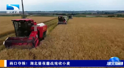 雨口夺粮！湖北昼夜鏖战抢收小麦 