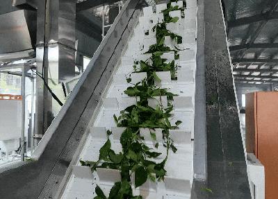 【记者走基层】窑淮镇三岔村：一片茶叶撑起了钱袋子