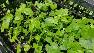 田间巧用工 碗筷“变身”防护伞——湖北房县中村巧破瓜蒌种植难题赋能乡村振兴