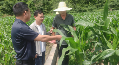田间问诊把脉 科学防虫保收——房县植保站下沉一线开展病虫害精准防控指导