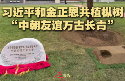 近镜头｜习近平和金正恩共植枞树