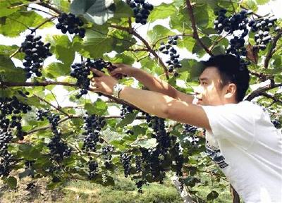湖北日报报道：让青年农场主成为农业强省建设生力军