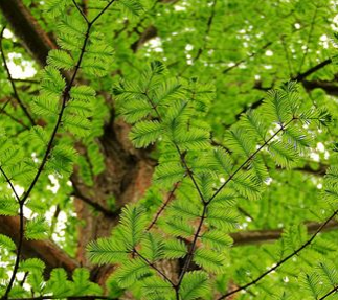 利川植物大熊猫安家武汉园博园
