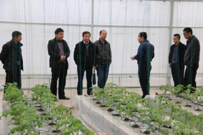徐力兴调研恩施市蔬菜产业