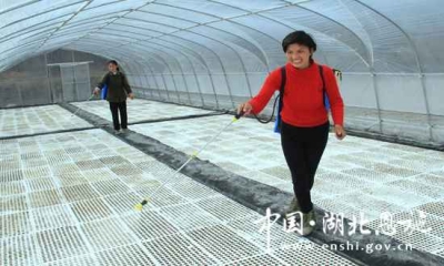 育苗保移栽