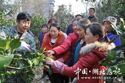 “果树保姆 ”传技