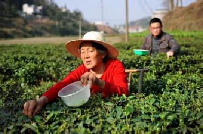 宣恩6190万元资金助力茶企发展