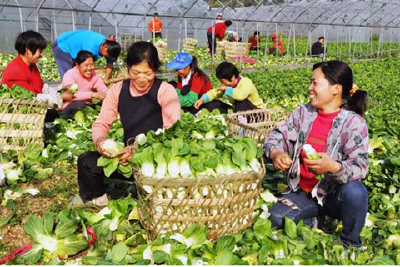蔬菜价格高位运行预计月底回落