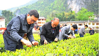  王海涛：千方百计确保春茶及时采摘
