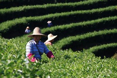溪丘湾乡采茶山歌唱响茶乡游