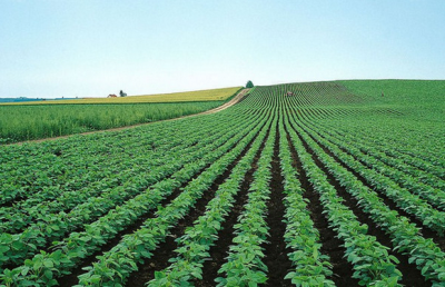 张岱梨来我州督办马铃薯主粮化 