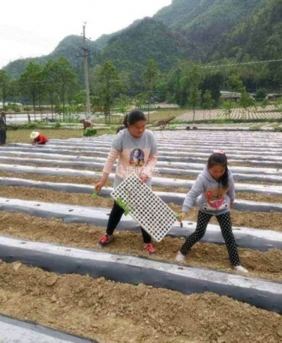 鹤峰六峰小学：走出校园开展社会实践活动