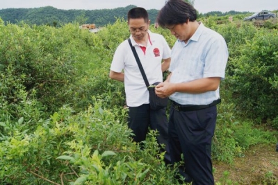 农业专家为来凤藤茶病虫害“把脉开方”