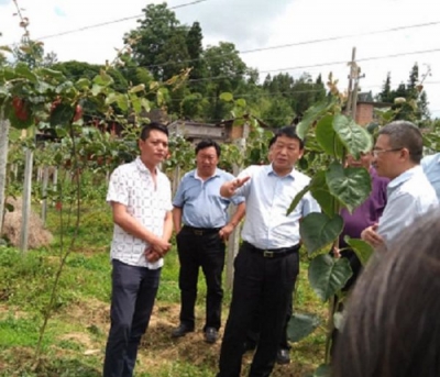 副州长程水源到咸丰县坪坝营镇水车坪村猕猴桃基地调研