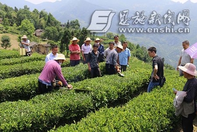 恩施茶园统防统治 保障茶叶绿色环保[图]