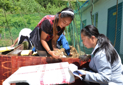 咸丰县贫困户喜领“扶贫鸡苗”