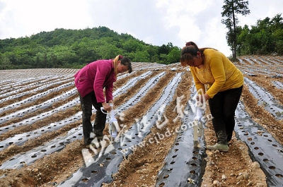 产业富民 绿葱坡镇种植2万亩高山蔬菜